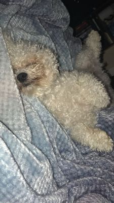 Bailey thumbnail 8