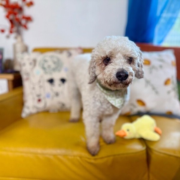 Bailey, a Poodle dog