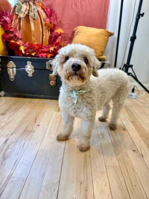 Bailey thumbnail 3