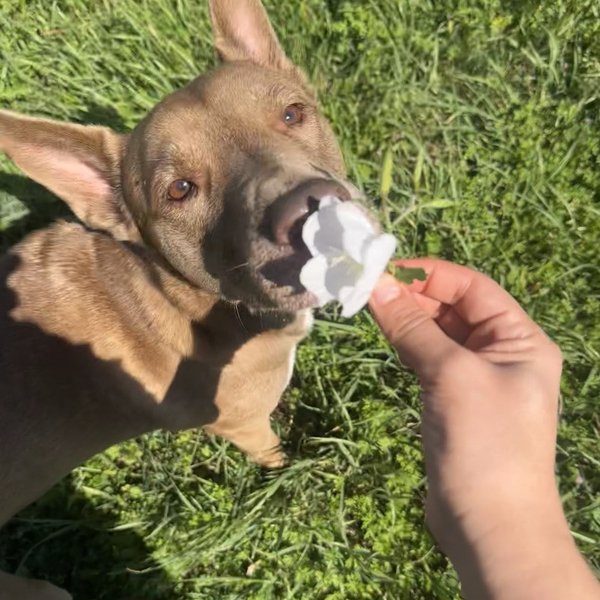 Layla the Dog Lovin Doll, a Shepherd dog