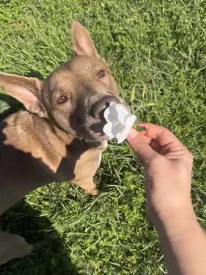 Layla the Dog Lovin Doll thumbnail 1