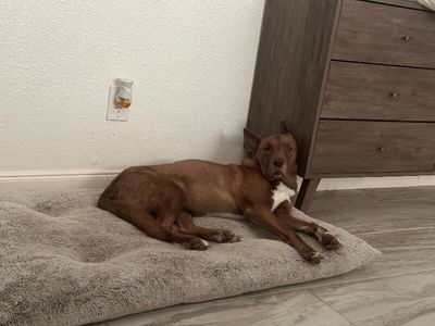 Layla the Dog Lovin Doll thumbnail 7