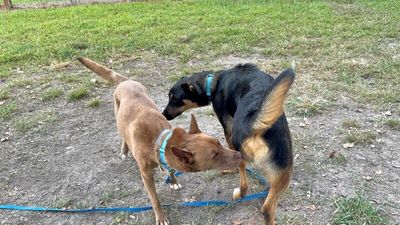 Layla the Dog Lovin Doll thumbnail 5