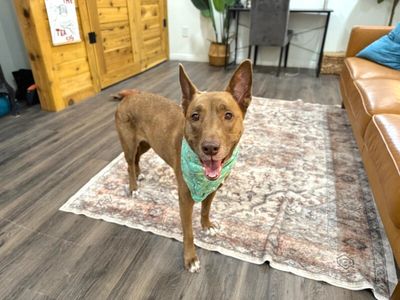 Layla the Dog Lovin Doll thumbnail 14