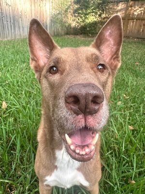 Layla the Dog Lovin Doll thumbnail 11