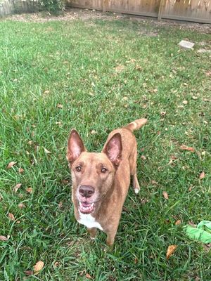 Layla the Dog Lovin Doll thumbnail 10