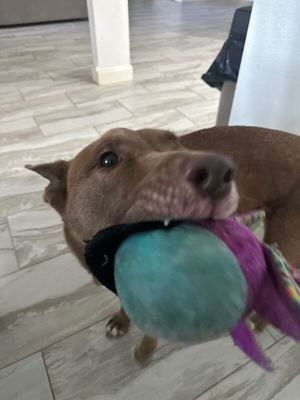 Layla the Dog Lovin Doll thumbnail 8