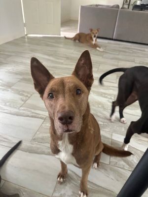 Layla the Dog Lovin Doll thumbnail 12