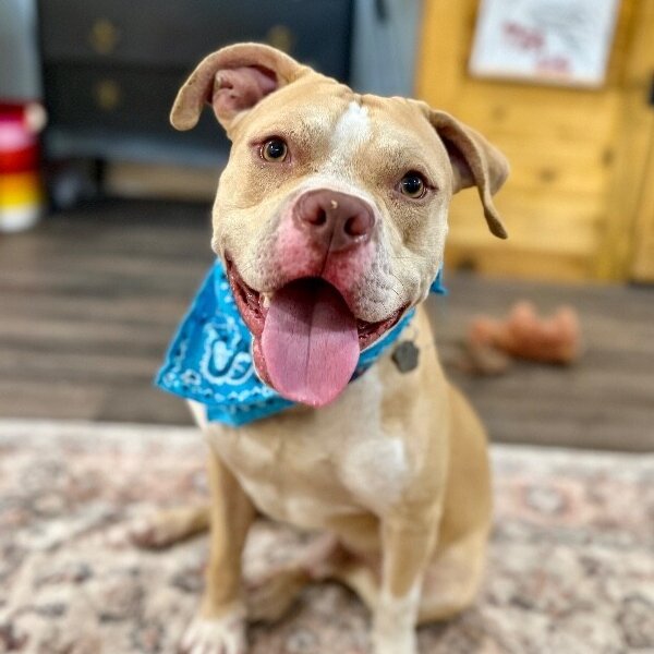 Charlie the Sunshine Sidekick, a American Bulldog dog