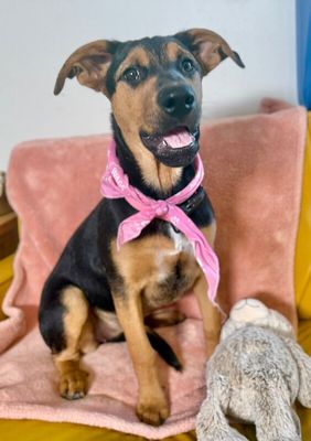 Maple Portillo thumbnail 1