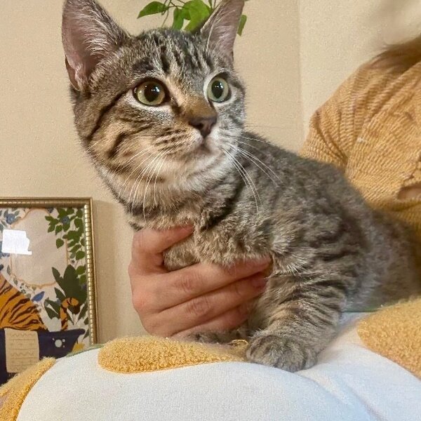 Sage Delgado, a Domestic Short Hair cat