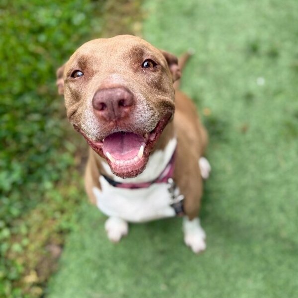 Beatrice Bestie Boo, a Pit Bull Terrier dog