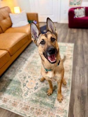 Ari Honey the Loving Adventurer thumbnail 1