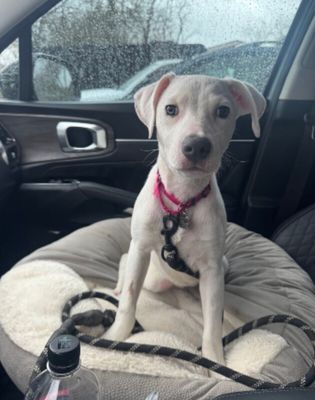 Yuki Happy Hops the Itty-Bitty Babe thumbnail 15