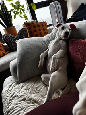 Yuki Happy Hops the Itty-Bitty Babe thumbnail 14