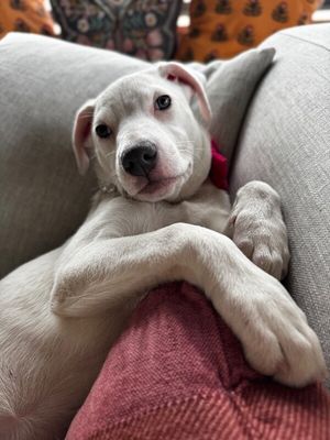 Yuki Happy Hops the Itty-Bitty Babe thumbnail 7