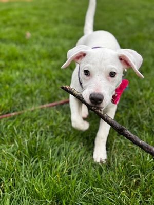 Yuki Happy Hops the Itty-Bitty Babe thumbnail 5