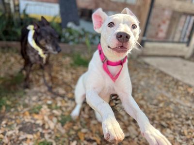 Yuki Happy Hops the Itty-Bitty Babe thumbnail 2