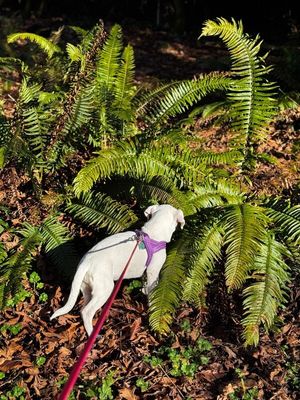 Yuki Happy Hops the Itty-Bitty Babe thumbnail 12