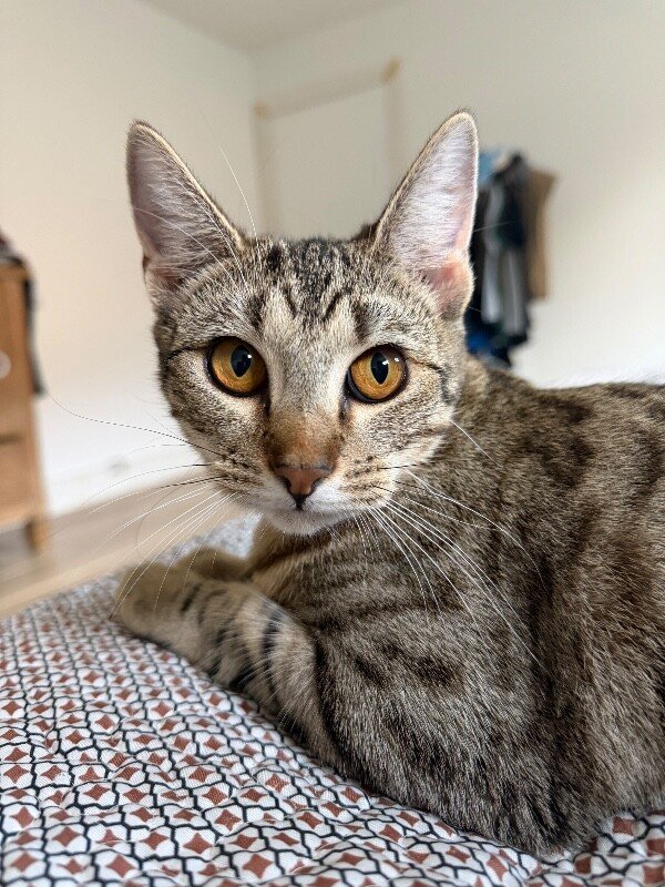 Canela Gato - Photo 1