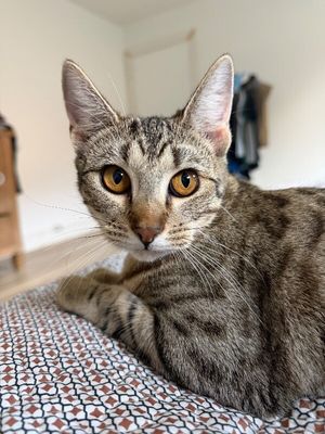 Canela Gato thumbnail 1