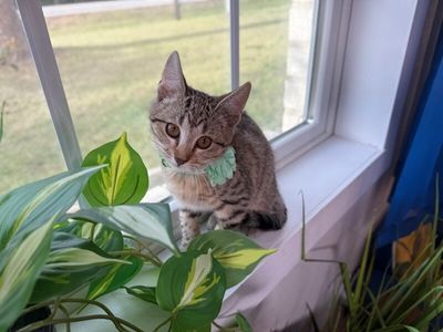 Canela Gato thumbnail 3