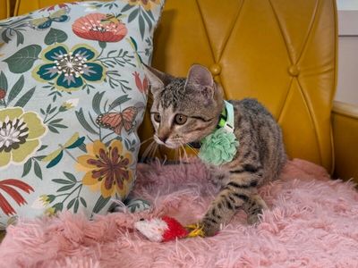 Canela Gato thumbnail 4