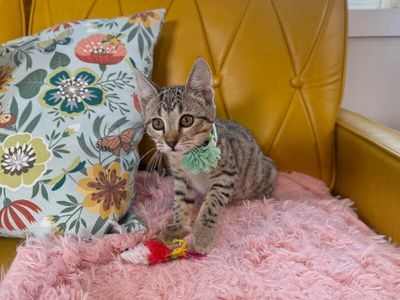 Canela Gato thumbnail 12