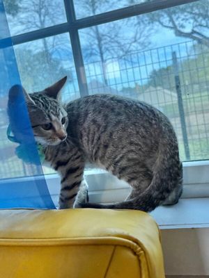 Canela Gato thumbnail 7