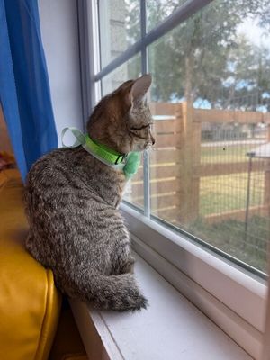 Canela Gato thumbnail 13