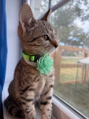 Canela Gato thumbnail 5