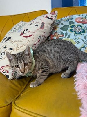 Canela Gato thumbnail 10