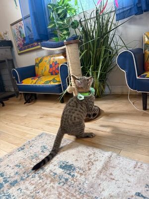 Canela Gato thumbnail 8
