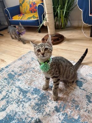 Canela Gato thumbnail 15