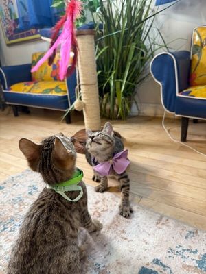 Canela Gato thumbnail 9