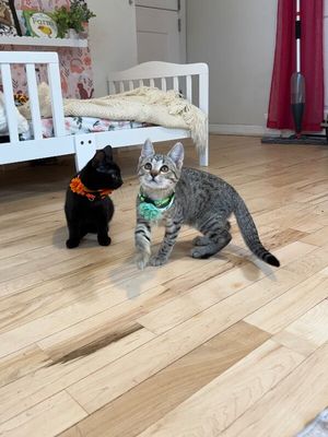 Canela Gato thumbnail 6