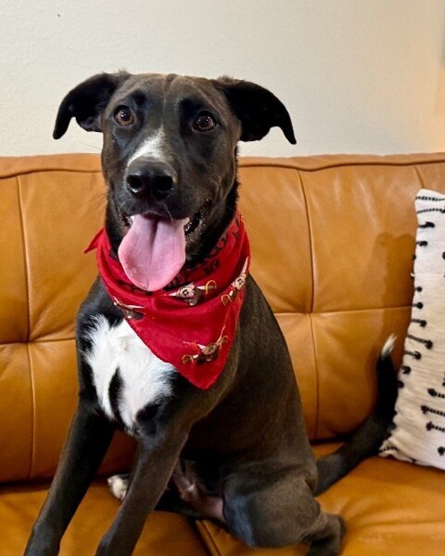Thunder The Zesty Bestie - Photo 1