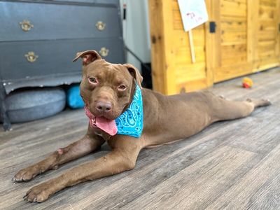 Ernie Sploots for You thumbnail 10