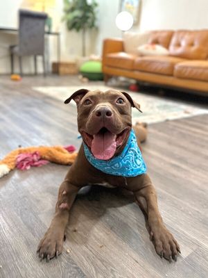 Ernie Sploots for You thumbnail 14