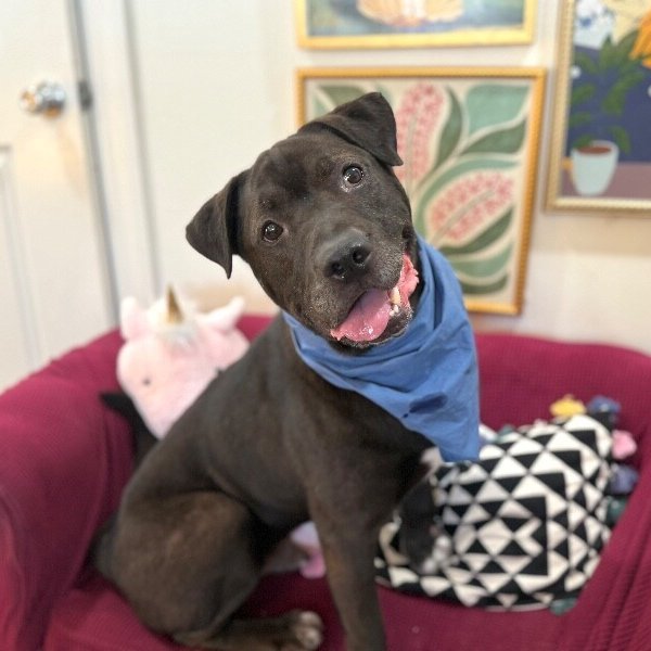 Tom Jones the Squishy Faced Snuggle King, a American Pit Bull Terrier dog
