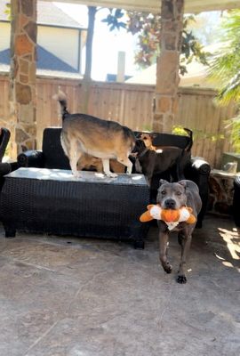 Rex Loves Toys thumbnail 5