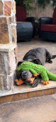 Rex Loves Toys thumbnail 2