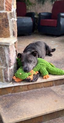 Rex Loves Toys thumbnail 10