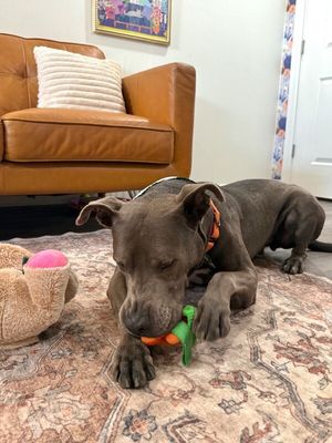 Rex Loves Toys thumbnail 12