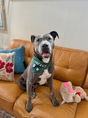 Rex Loves Toys thumbnail 14