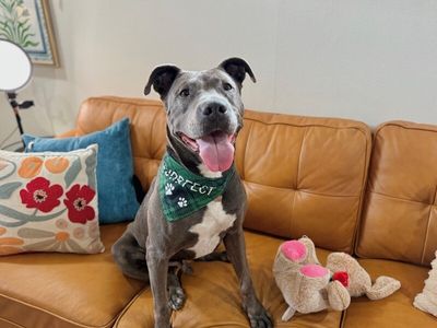 Rex Loves Toys thumbnail 7