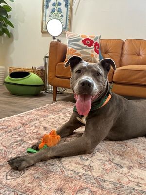 Rex Loves Toys thumbnail 6