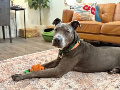 Rex Loves Toys thumbnail 15