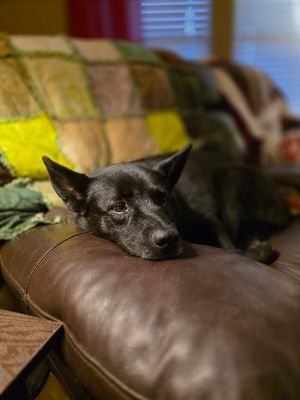 Stormy Belle is your Soul Dog thumbnail 6