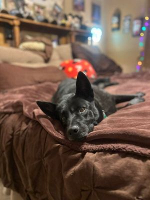Stormy Belle is your Soul Dog thumbnail 2